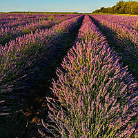 Саджанці лавандину "Grosso" (Гроссо, контейнер Р9)