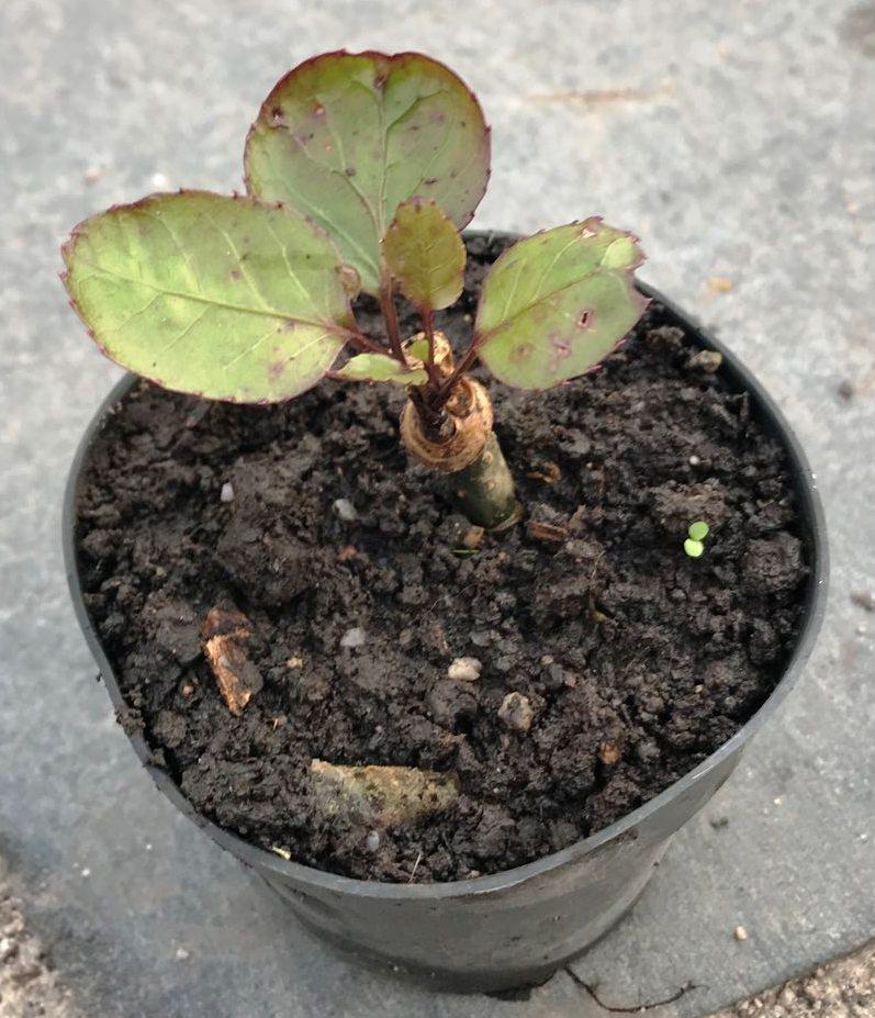 Аралія кімнатна. У контейнерах 0.5 л., фото 1