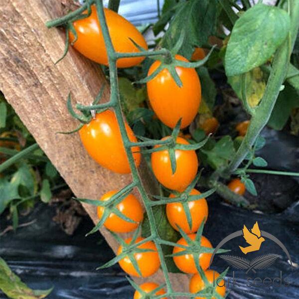 Помідор черрі Мінікін F1 Lark Seeds 10 шт, фото 1