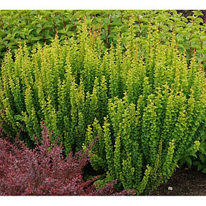 Барбарис Тунберга Еректа (Erecta) саджанець в горщику 1.5 л, фото 3