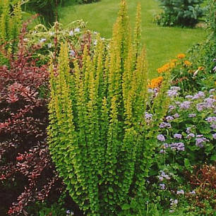 Барбарис Тунберга Еректа (Erecta) саджанець в горщику 1.5 л, фото 1