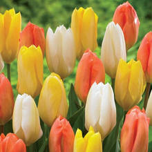 Тюльпани Гібриди Фостера