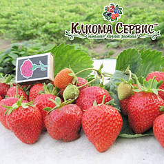 Розсада фріго полуниці "Сан Андреас", клас А+ (ремонтантна)