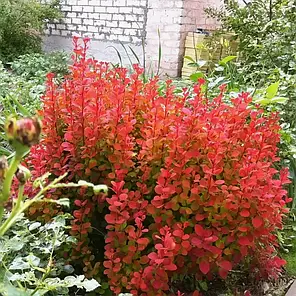 Барбарис Тунберга Оранж Рокет (Orange Rocket) саджанець в горщику 1.5 л, фото 3