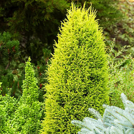 Ялівець Голд Кон (Gold Cone) саджанець в горщику 1.5 л, фото 2