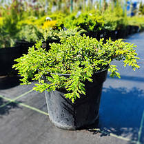 Ялівець Грін Карпет (Green Carpet) саджанець в горщику 1.5 л, фото 4