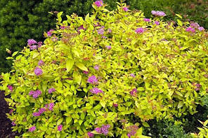 Спірея японська Голден Принцес (Golden Princess) саджанець в горщику 1.5 л, фото 4