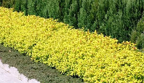 Спірея японська Голден Принцес (Golden Princess) саджанець в горщику 1.5 л, фото 3