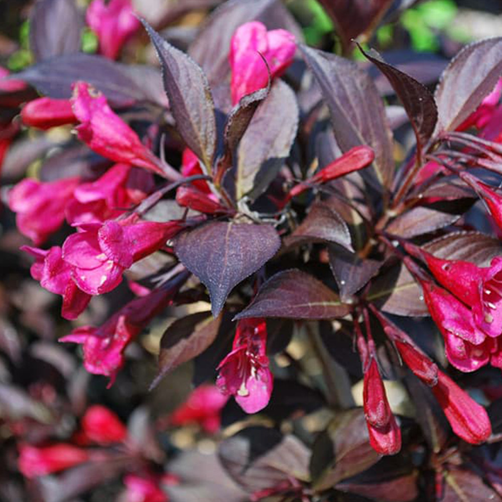 Вейгела Олександра (Alexandra) саджанець в горщику 1.5 л