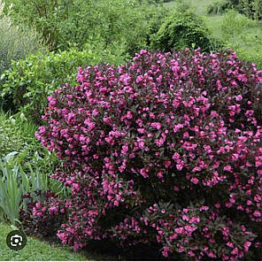 Вейгела Олександра (Alexandra) саджанець в горщику 1.5 л, фото 3