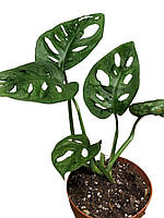 Монстера Adansoni, Monkey Адансоні, Манки 20-25 см