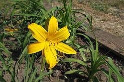 Лілейник "Burning Daylight" (саджанці)