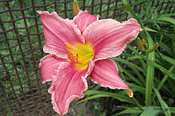 Лійник рожевий  'South Seas' "Южные моря"  (саджанці)