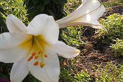 Лілія царствена (цибулина)