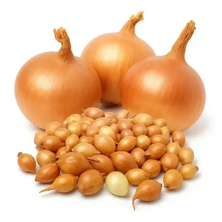 Голландська цибуля сіянка і часник