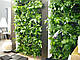 Фітостена, фото 4