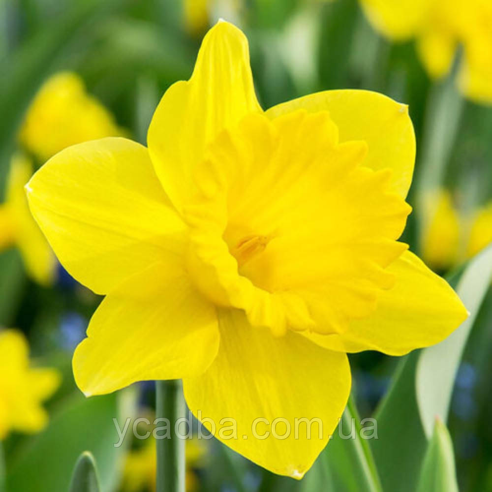 Нарцис трубчатий Dutch Master (розмір 12/14), фото 1