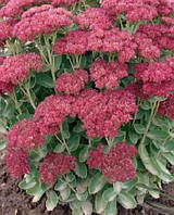 Очіток чудовий (видний) червоний (саджанці)