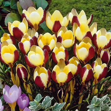 Крокус ботанічний Геральд, Herald (розмір 5/7)