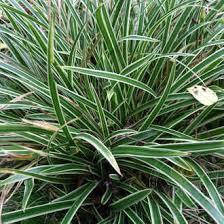 Осока Морроу Ice Dance 1 рік, Осока морроу Айсденс, Carex morrowii Ice Dance, фото 2