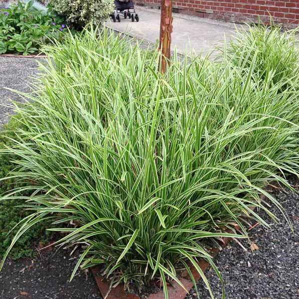 Осока Морроу Ice Dance 1 рік, Осока морроу Айсденс, Carex morrowii Ice Dance