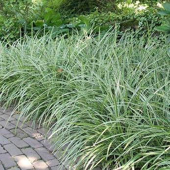 Осока Морроу Ice Dance 1 рік, Осока морроу Айсденс, Carex morrowii Ice Dance, фото 3