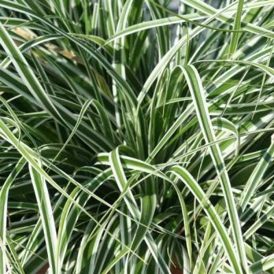 Осока Everest 1 рік, Осока Еверест, Carex oshimensis Everest, фото 2