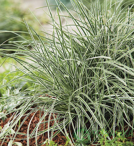 Осока Everest 1 рік, Осока Еверест, Carex oshimensis Everest, фото 1