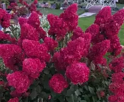 Гортензія Ренсам Фрамбозіні / Самарська Лідія, Hydrangea paniculata Framboisine Rensam, фото 4