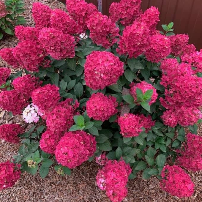 Гортензія Ренсам Фрамбозіні / Самарська Лідія, Hydrangea paniculata Framboisine Rensam