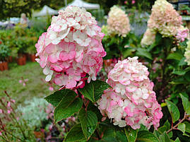 Гортензія Ренсам Фрамбозіні / Самарська Лідія, Hydrangea paniculata Framboisine Rensam, фото 2