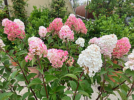 Гортензія Ренсам Фрамбозіні / Самарська Лідія, Hydrangea paniculata Framboisine Rensam, фото 3