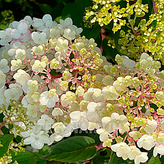 Гортензія Ренсам Фрамбозіні / Самарська Лідія, Hydrangea paniculata Framboisine Rensam, фото 5
