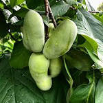 Азиміну трилопатева, Asimina triloba, 70 см, фото 6