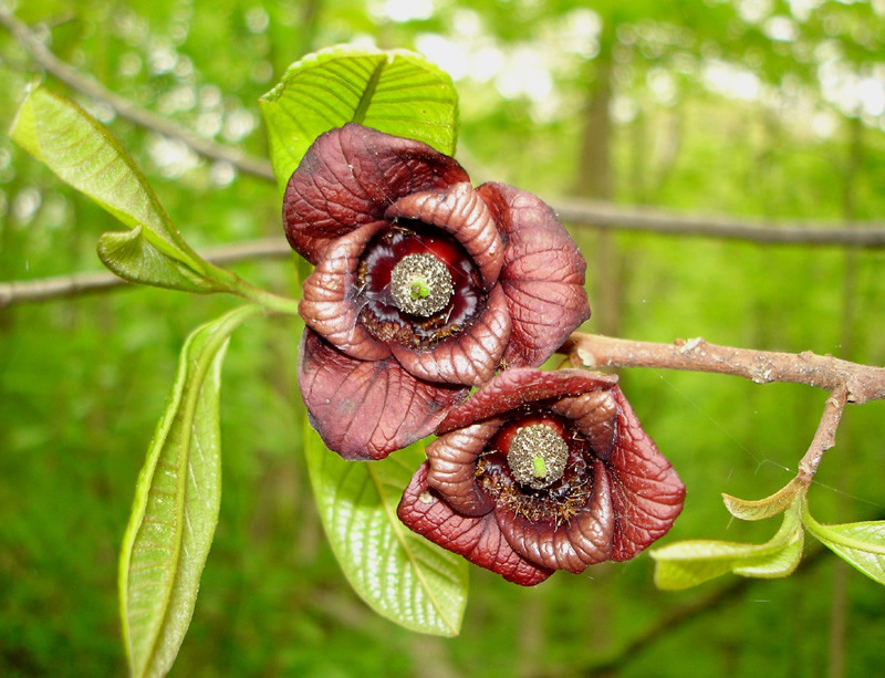 Азиміну трилопатева, Asimina triloba, 70 см, фото 1