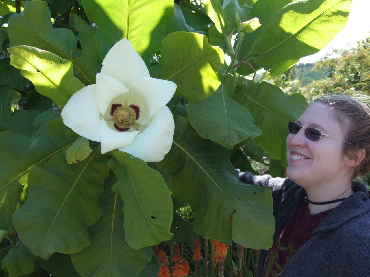 Magnolia macrophylla, Магнолія великолисна, 30 см, фото 1