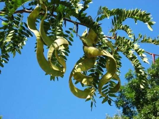 Гледіння колюча, Gleditsia triacanthos, 500 см, фото 1
