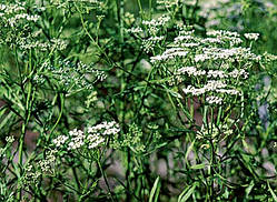 Аніс  (насіння 30 шт)