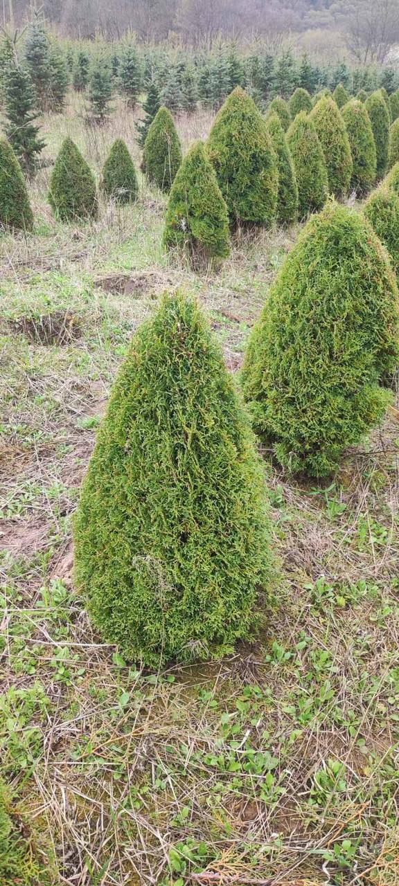 Thuja occidentalis 'Elwagnera', Туя західна, Туя западная Эльвангера, 100 см, фото 1
