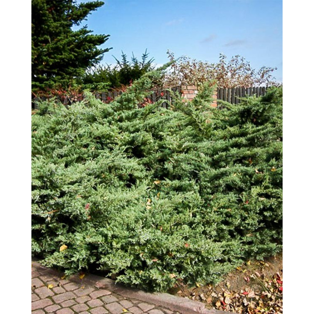 Ялівець віргінський, Juniperus virginiana 'Grey Owl', 30 см, фото 1