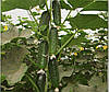 Огірок Барвіна F1 10 насінин, фото 2