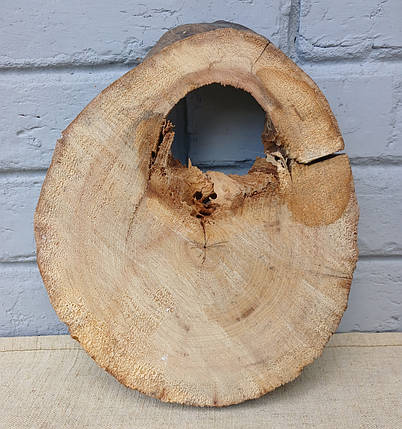 Зріз натурального дерева для творчості та рукоділля 280х210мм, фото 1