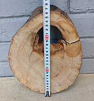 Зріз натурального дерева для творчості та рукоділля 280х210мм, фото 5