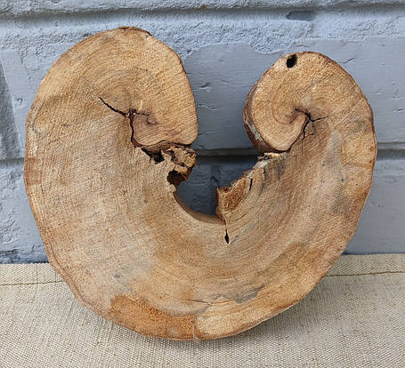 Зріз сухого дерева для декору приміщень. 170х160х30мм., фото 1