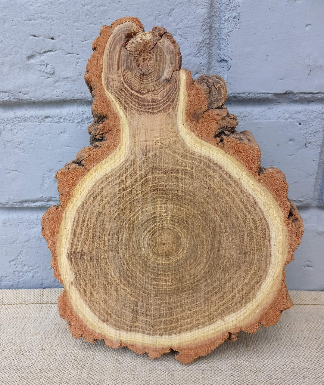 Зріз дерева для декору та інтер'єру кімнат d 210х160 мм.