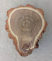 Зріз дерева для декору та інтер'єру кімнат d 210х160 мм., фото 4