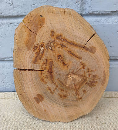 Зріз дерева для декору, не шліфований (d180х140х40мм), фото 1