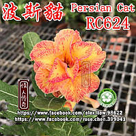 Аденіум Persian Cat (пагін для щеплення) 14см