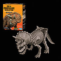 Раскопки скелета динозавра Трицератопс 4M