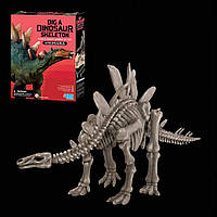 Раскопки скелета динозавра Стегозавр 4M